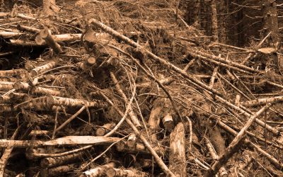 Forest Biomass Power Purchase Agreements
